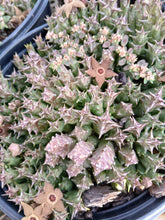 Load image into Gallery viewer, Orbea Cooperii (1 Plants)