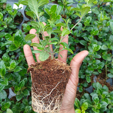 Load image into Gallery viewer, Barleria repens rosea (3Plants)