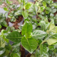 Load image into Gallery viewer, Barleria repens rosea (3Plants)