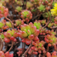 Load image into Gallery viewer, Sedum rubrotinctum Jelly Beans (3 Plants)