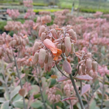 Load image into Gallery viewer, Kalanchoe fedtschenkoi variegata (3 Plants)