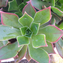 Load image into Gallery viewer, Aeonium leucoblepharum (3 Plants)