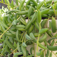 Load image into Gallery viewer, Senecio radicans 'String of bananas'(3 Plants)
