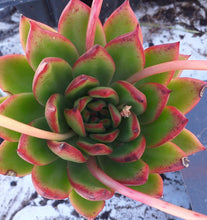 Load image into Gallery viewer, Echeveria Green Volcano (3 Plants)