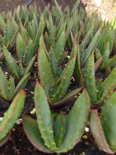 Load image into Gallery viewer, Aloe ferox (1 Plant)