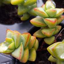 Load image into Gallery viewer, Crassula rupestris  (3 Plants)