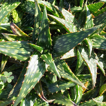 Load image into Gallery viewer, Aloe jucunda (3 Plants)