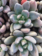 Load image into Gallery viewer, Pachyveria royal flush (3 Plants)