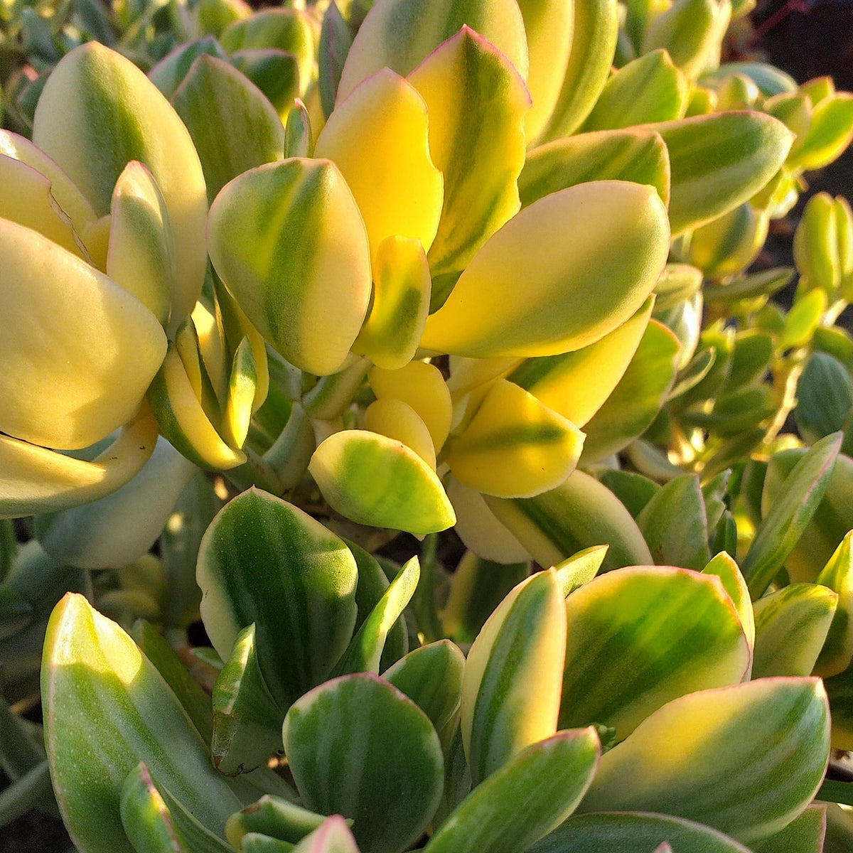 jade plant lemon and lime Crassula ovata Lemon & Lime (3 Plants) – Plants Direct
