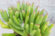 Load image into Gallery viewer, Cotyledon campanulata (3 Plants)