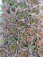 Load image into Gallery viewer, Echeveria Collection (9 Plants)