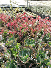 Load image into Gallery viewer, Echeveria Collection (9 Plants)