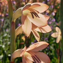 Load image into Gallery viewer, Watsonia meriana Antique (3 Bulbs)