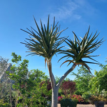 Load image into Gallery viewer, Aloe masada (1 Plant, 1m)