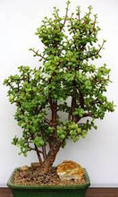 Load image into Gallery viewer, Portulacaria afra - Little Jim (3 Plants)