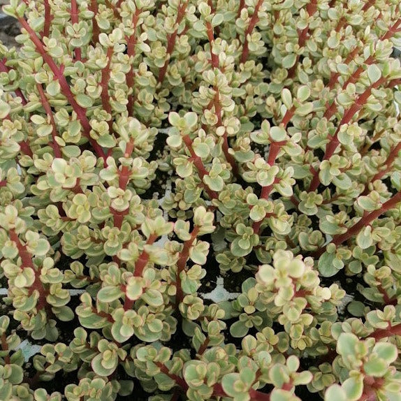 portulacaria afra variegata prostrata Portulacaria prostrata
