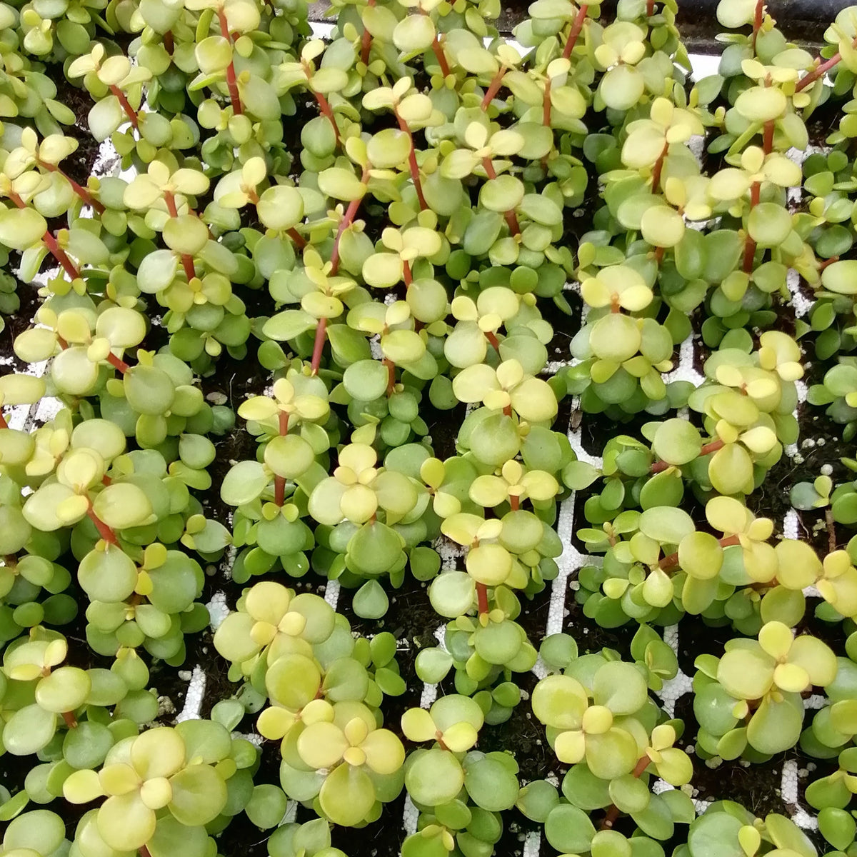 portulacaria afra gold Portulacaria afra