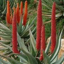 Load image into Gallery viewer, Aloe ferox (1 Plant)