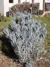 Load image into Gallery viewer, Senecio ficoides (3 Plants)