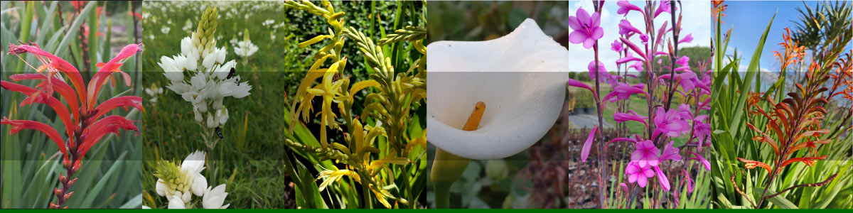 Bulb Magic – Plants Direct