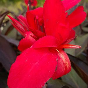 Canna Texas Red