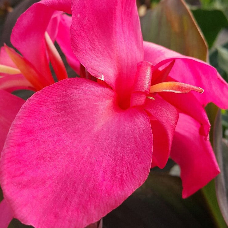 Canna Flirtini