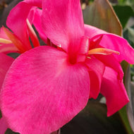Canna Flirtini