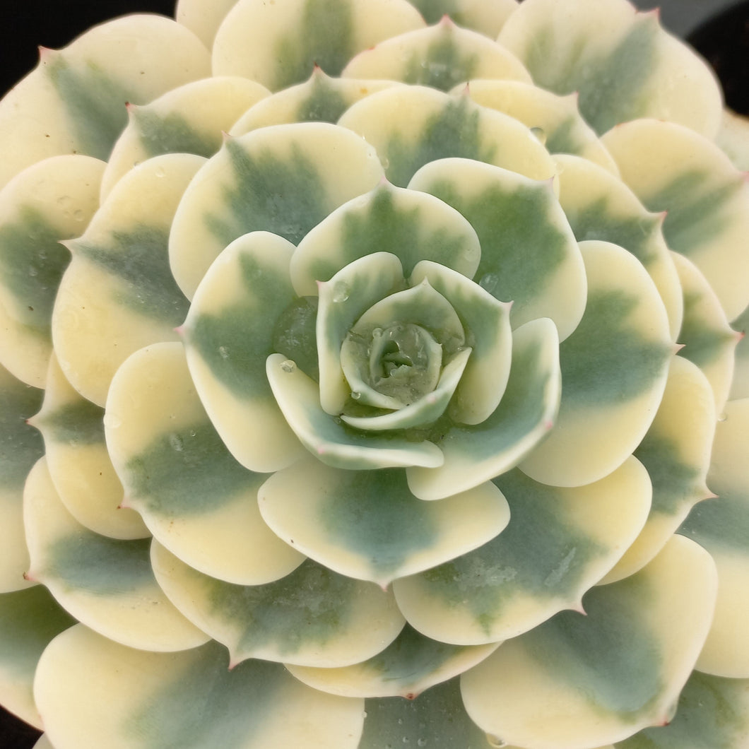 carousel succulent Echeveria Crompton Carousel (1 Plant) – Plants Direct