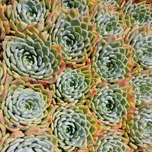 Load image into Gallery viewer, Echeveria Durango (3 Plants)
