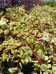 Portulacaria afra - variegata (3 Plants)