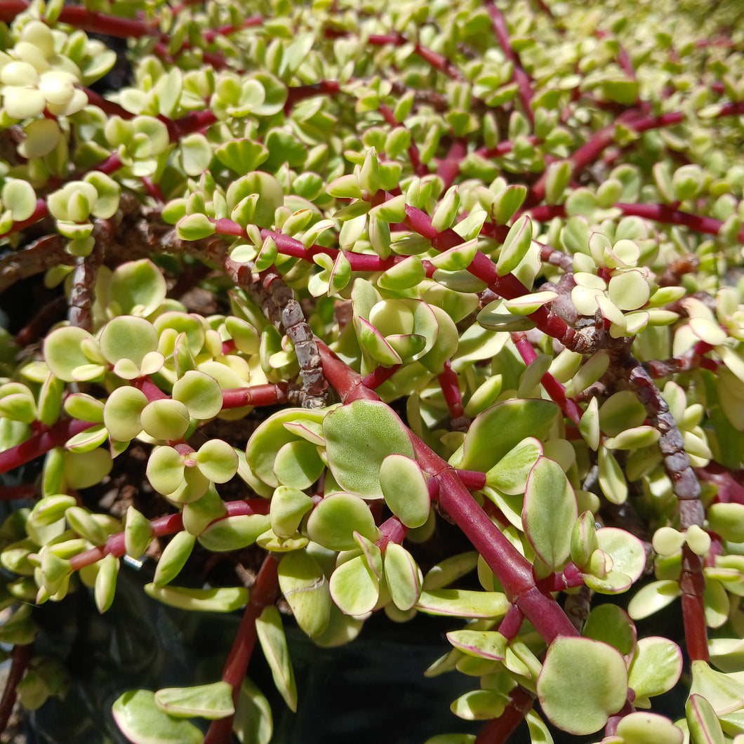 Portulacaria prostrata - variegata (3 Plants)