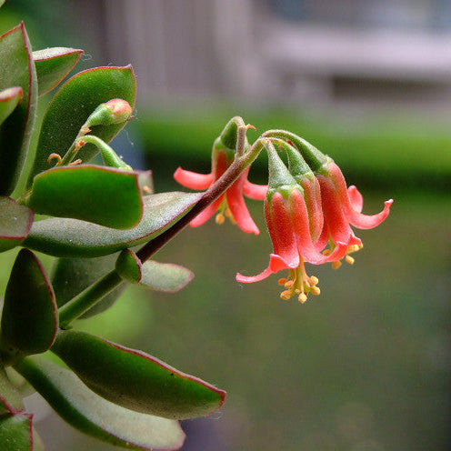 Cotyledon elisae (3 Plants)