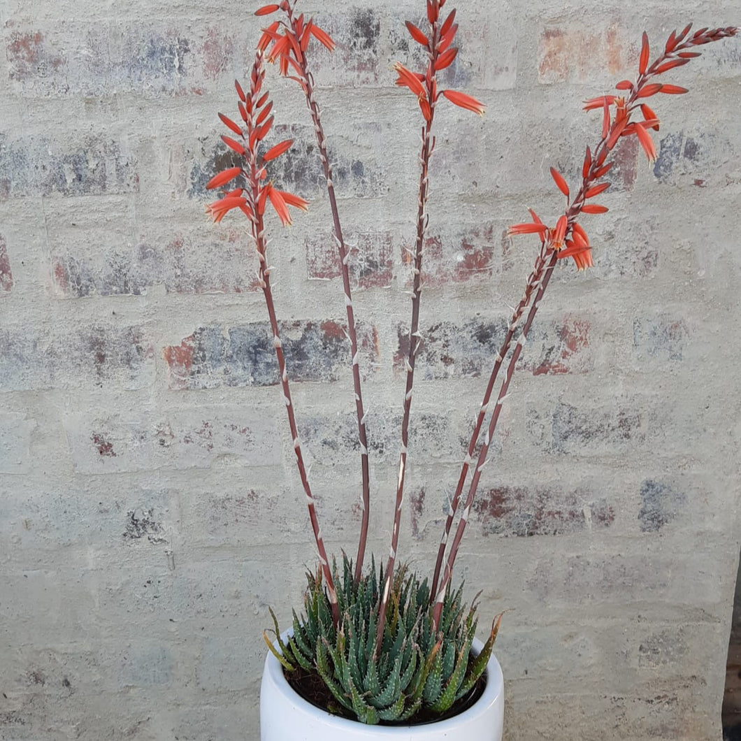 Aloe Calvinia (1 Plant) NEW/RARE