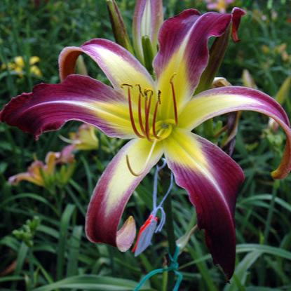 Daylilies - Anna Mae Hager – Plants Direct