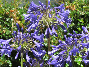 Agapanthus Big Ben