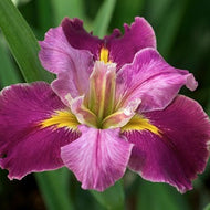 Louisiana Iris Ballerina Bubblegum.