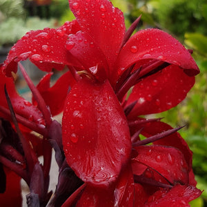 Canna Cosmopolitan