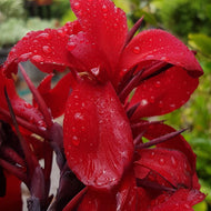 Canna Cosmopolitan
