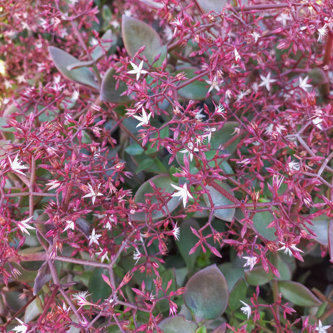 Crassula Cape Star  (3 Plants)