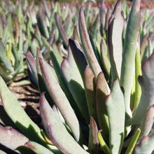 Load image into Gallery viewer, Cotyledon orbiculata Kudu (3 Plants)
