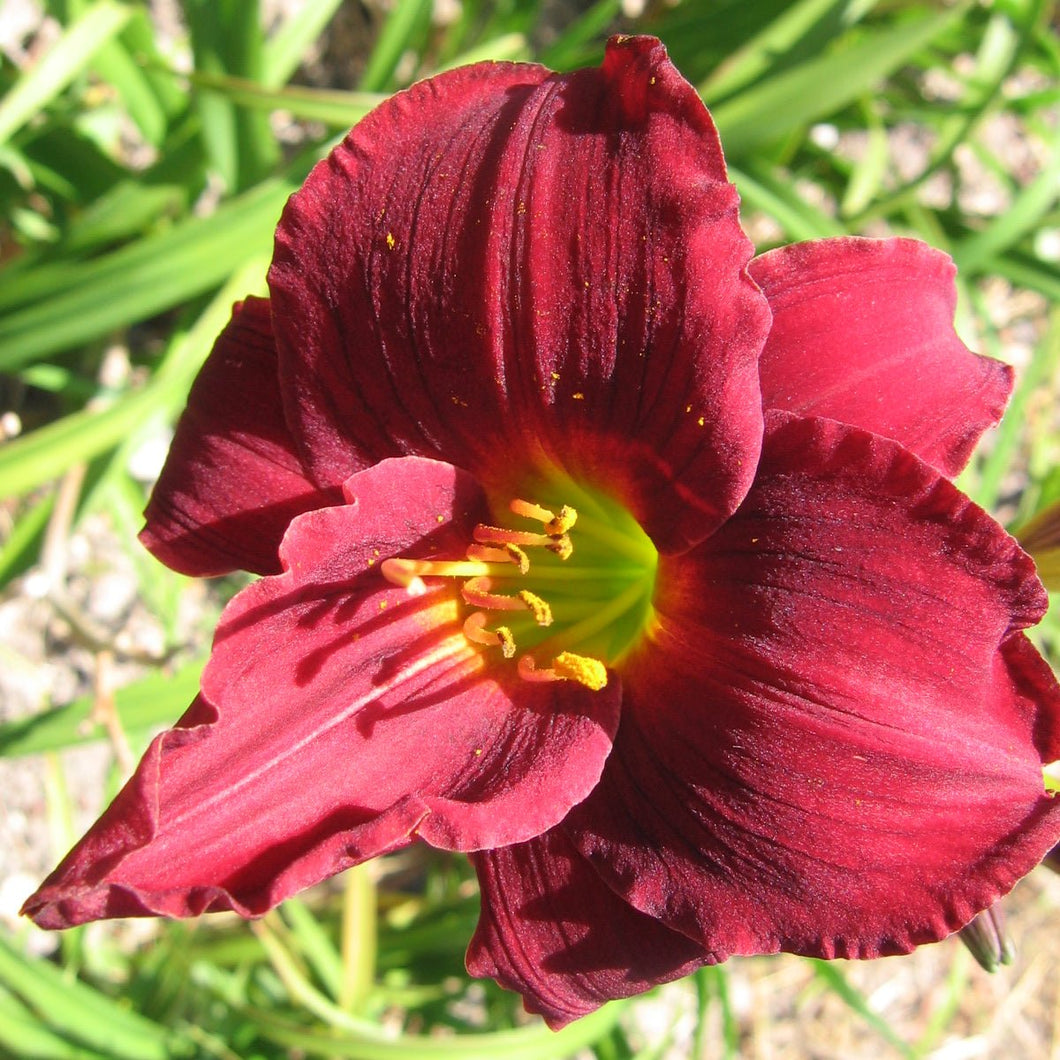 Daylilies - Dark Avenger