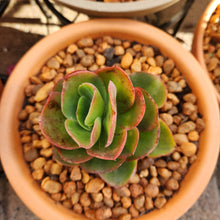 Load image into Gallery viewer, Echeveria Arizona (3 Plants)
