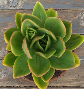 Echeveria Desert Jewel (3 Plants) (Copy)