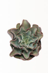 Echeveria Desert Rose (3 Plants)