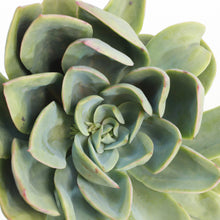 Load image into Gallery viewer, Echeveria Green Montana (3 Plants)
