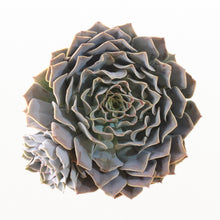 Load image into Gallery viewer, Echeveria Guadalajara (3 Plants)
