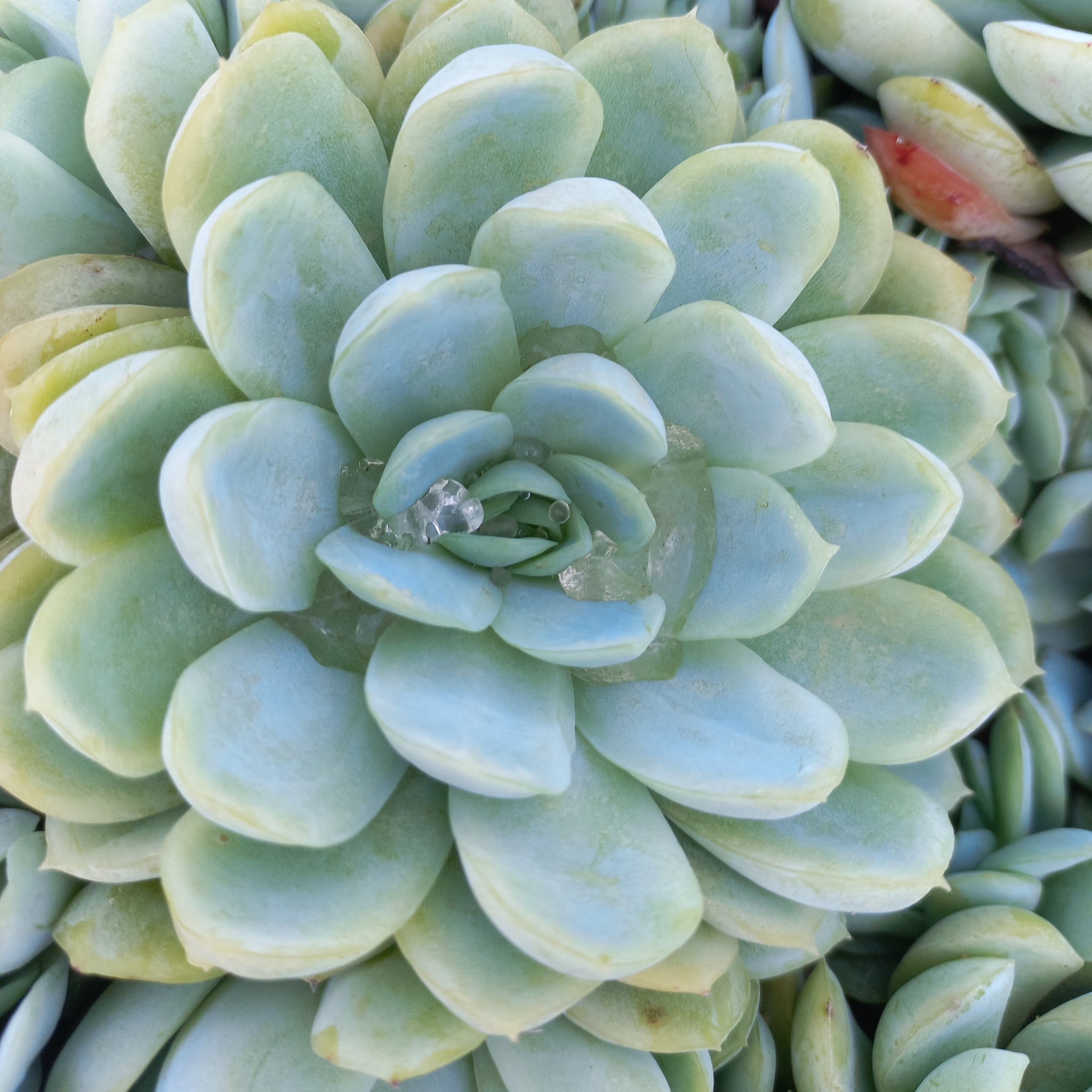 ジャケット・アウター echeveria Leather Switiching WorkJKT OVY echeveria Leather Switiching work JKT echeveria Leather Switiching