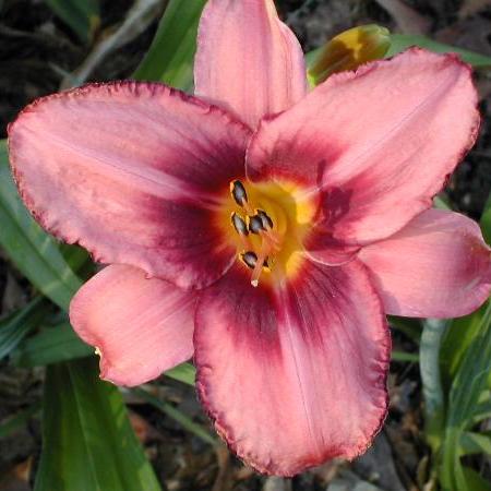 Daylilies - Elizabeth Anne Hudson