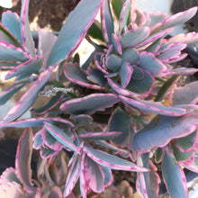 Load image into Gallery viewer, Kalanchoe fedtschenkoi variegata (3 Plants)
