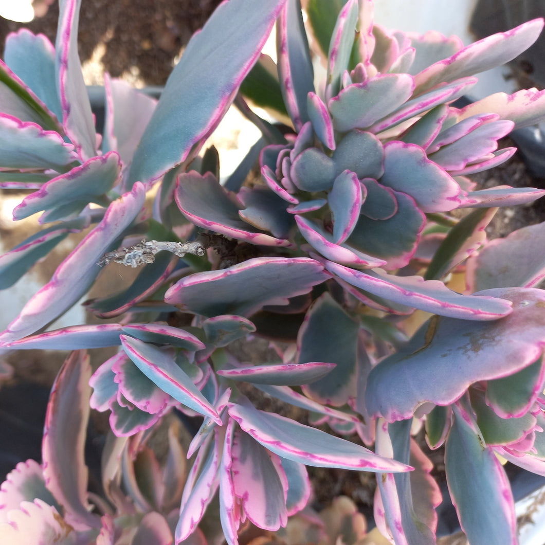 Kalanchoe fedtschenkoi variegata (3 Plants)